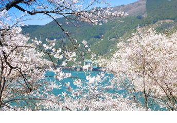 市房ダム湖「一万本の桜」